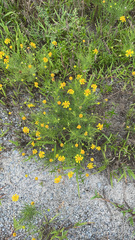 Helenium amarum amarum