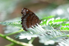 Ariadne ariadne alterna