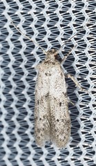 Blastobasis glandulella