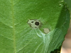 Coptodisca splendoriferella