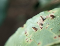 Caryomyia albipilosa