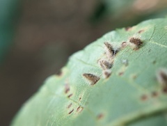 Caryomyia albipilosa