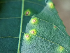 Caryomyia albipilosa