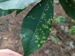 Caryomyia albipilosa