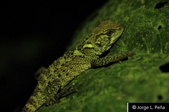 Enyalioides laticeps