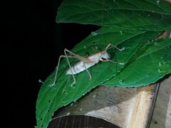 Ischnomela pulchripennis