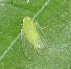 Tropiduchinae
