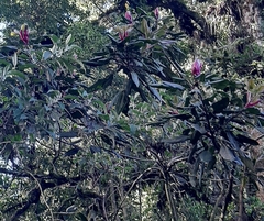 Oreopanax arcanus