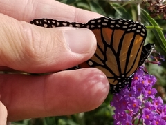 Danaus plexippus