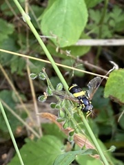Chrysotoxum bicinctum