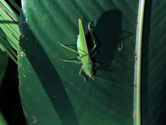 Copiphora rhinoceros