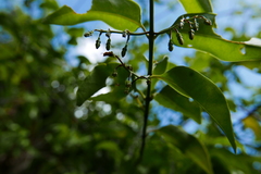 Chiococca alba
