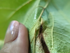 Hormaphis hamamelidis