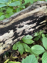 Biscogniauxia atropunctata