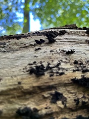 Biscogniauxia atropunctata