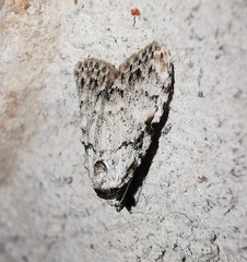 Meganola strigula