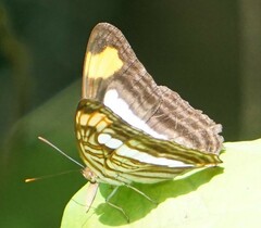 Adelpha iphiclus