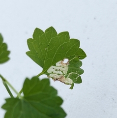 Amauromyza labiatarum