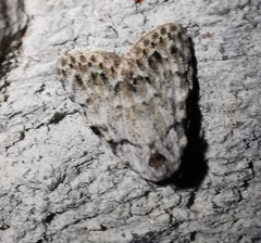 Meganola strigula