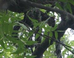 Sciurus variegatoides boothiae