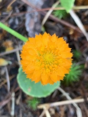 Polygala lutea
