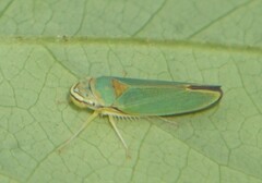 Graphogonalia evagorata