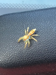 Cosmophasis bitaeniata