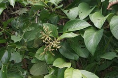 Heliotropium verdcourtii