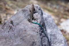 Lycian Rock Lizard photo 4