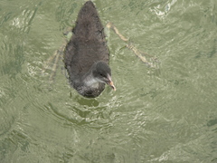 Fulica atra