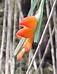 Isochilus aurantiacus