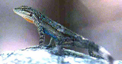 Urosaurus graciosus graciosus