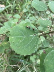 Harmandiola populi