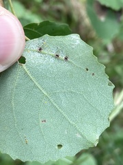 Harmandiola populi