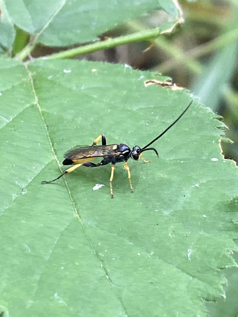 Cratichneumon coruscator from Naturpark Usedom, Peenemünde, Mecklenburg