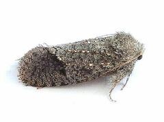 Acrolophus filicicornis