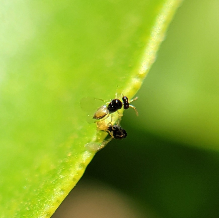 Tamarixia radiata in July 2022 by Gene H. *T. radiata* -a parasitoid of ...