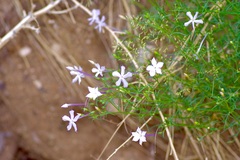 Ipomopsis longiflora