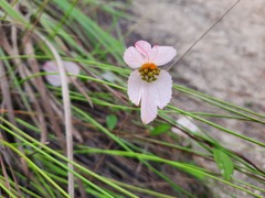 Dalechampia schippii