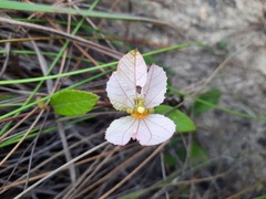 Dalechampia schippii