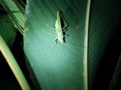 Copiphora rhinoceros