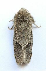 Acrolophus filicicornis