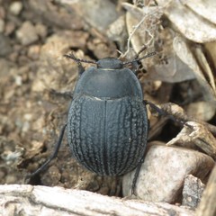 Eusattus reticulatus