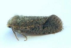 Acrolophus filicicornis