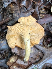 Cantharellus velutinus