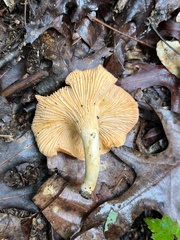 Cantharellus velutinus