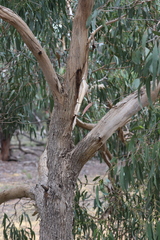 Eucalyptus goniocalyx goniocalyx