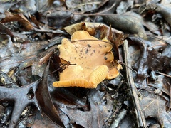 Cantharellus velutinus