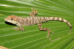 Anolis scriptus