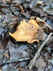 Cantharellus velutinus